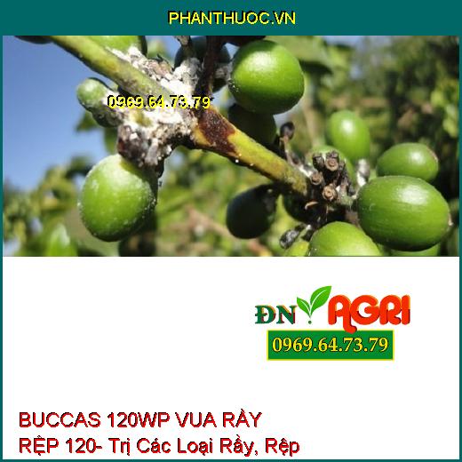 BUCCAS 120WP VUA RẦY RỆP 120- Trị Các Loại Rầy, Rệp