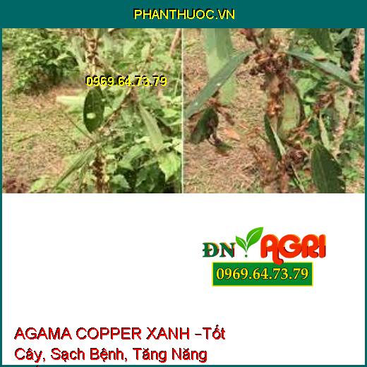 AGAMA COPPER XANH –Tốt Cây, Sạch Bệnh, Tăng Năng Suất