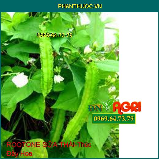 ROOTONE SỮA THÁI-Thúc Đẩy Hoa, Điều Hòa Sinh Trưởng