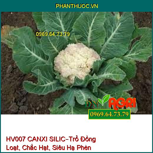 HV007 CANXI SILIC –Chống Nghẹn Đồng, Trổ Đồng Loạt, Chắc Hạt, Siêu Hạ Phèn