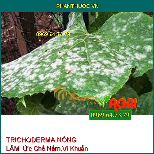 TRICHODERMA NÔNG LÂM –Phân Hủy Rôm Rạ, Ức Chế Các Loại Nấm, Vi Khuẩn