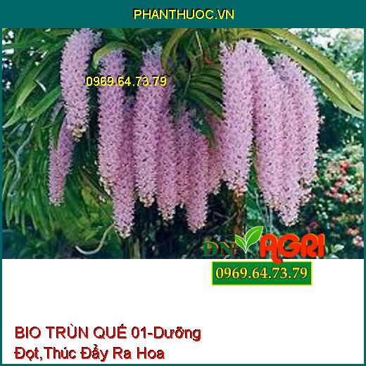 BIO TRÙN QUẾ 01-Đâm Tược, Dưỡng Đọt, Thúc Đẩy Ra Hoa, Tăng Trưởng Mạnh