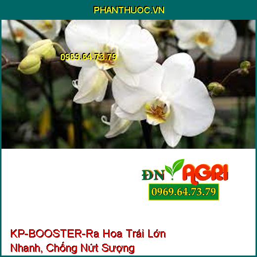 KP-BOOSTER-Tăng Cây Thụ Phấn, Ra Hoa Trái Lớn Nhanh, Chống Nứt Sượng Lép