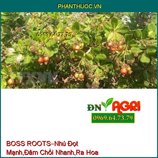 BOSS ROOTS –Nhú Đọt Mạnh, Đâm Chồi Nhanh, Giải Độc Phèn , Tăng Ra Hoa, Đậu Trái