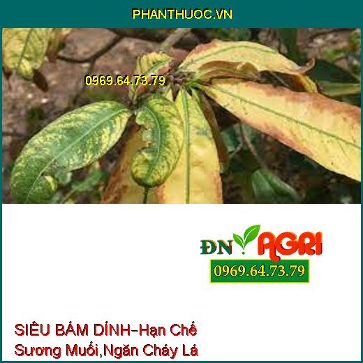 SIÊU BÁM DÍNH–Hạn Chế Sương Muối, Ngăn Cháy Lá, Dung Dịch Cực Đậm, Bám Dính Mạnh