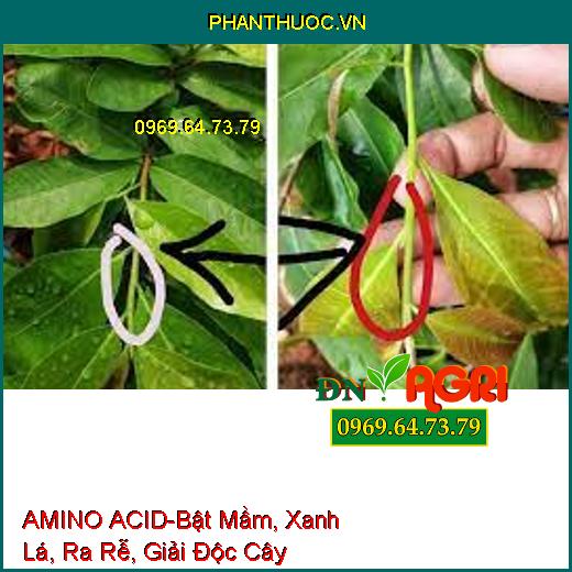 AMINO ACID-Bật Mầm, Xanh Lá, Ra Rễ, Giải Độc Cây