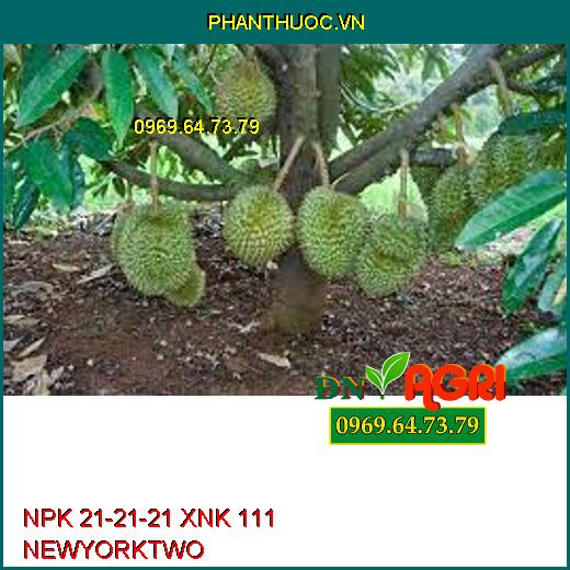 NPK 21-21-21 XNK 111 NEWYORKTWO-Kích Trái Lớn, Vàng Cơm, Nặng Ký, Nuôi Trái