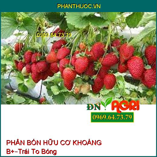 PHÂN BÓN HỮU CƠ KHOÁNG B+ –Trái To Bóng Đẹp, Chắc Nặng, Phục Hồi Rễ Nhiễm Phèn