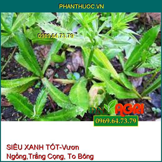 SIÊU XANH TỐT-Vươn Ngồng, Trắng Cọng, To Bông, Hoa Lâu Tàn