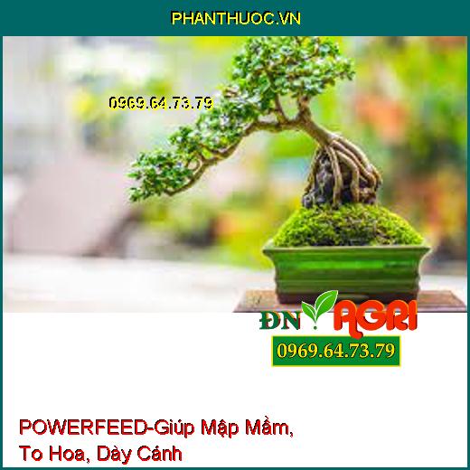 POWERFEED-Giúp Mập Mầm, To Hoa, Dày Cánh Dùng Cho Hoa Cảnh