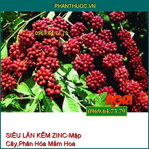 SIÊU LÂN KẼM ZINC-Mập Cây, Nở Bụi, Phân Hóa Mầm Hoa, Bổ Sung Kẽm Chống Vàng Lá