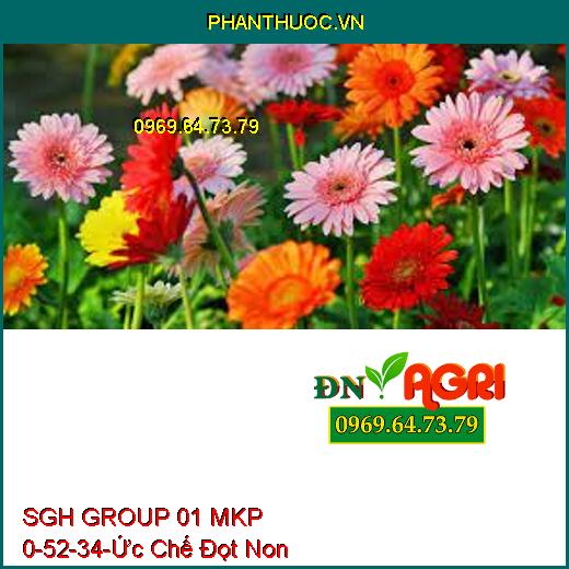 Sử dụng SGH GROUP 01 MKP 0-52-34-giúp cho cây