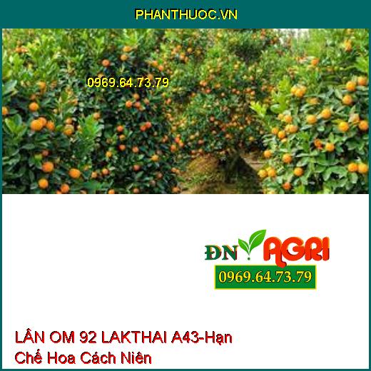 LÂN OM 92 LAKTHAI A43-Hạn Chế Hoa Cách Niên, Ra Hoa Đồng Loạt, Phát Bông Mập