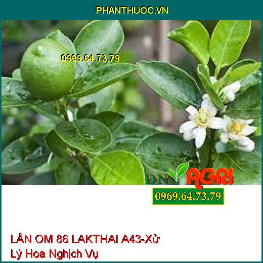 LÂN OM 86 LAKTHAI A43-Xử Lý Hoa Nghịch Vụ, Nghẽn Hoa, Phát Triễn Rễ, Hạ Phèn