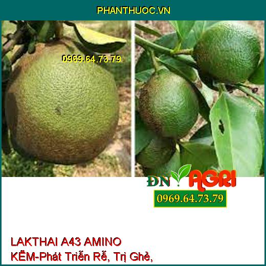 LAKTHAI A43 AMINO KẼM-Trái Lớn Tối Đa, Màu Đẹp, Phát Triễn Rễ, Trị Ghẻ, Nám Trái