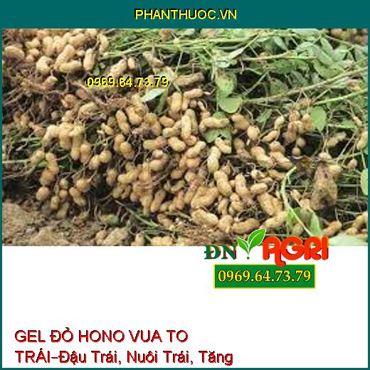 GEL ĐỎ HONO VUA TO TRÁI –Đậu Trái, Nuôi Trái, Tăng Độ Ngọt, Bóng Trái