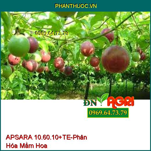 APSARA 10.60.10+TE-Phân Hóa Mầm Hoa Mạnh, Siêu Hoa Ra Đồng Loạt, Cây Cứng Cáp