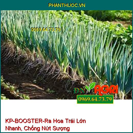 KP-BOOSTER-Tăng Cây Thụ Phấn, Ra Hoa Trái Lớn Nhanh, Chống Nứt Sượng Lép