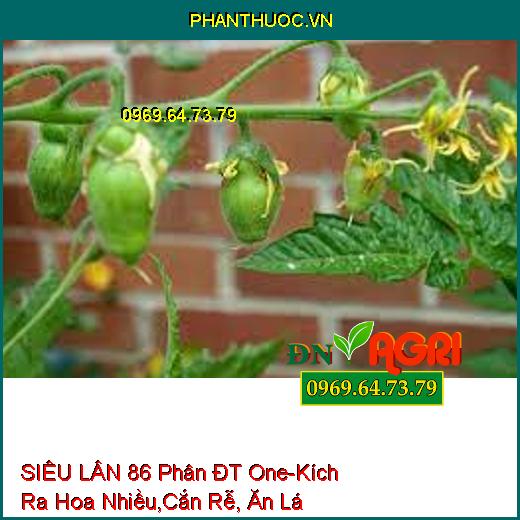 SIÊU LÂN 86 Phân ĐT One-Kích Ra Hoa Nhiều, Diệt Sâu Đục Thân, Cắn Rễ, Ăn Lá