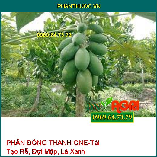 PHÂN ĐỒNG THANH ONE-Chuyên Kéo Đọt Đồng Loạt, Tái Tạo Rễ, Đọt Mập, Lá Xanh Dày