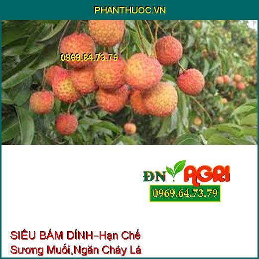 SIÊU BÁM DÍNH–Hạn Chế Sương Muối, Ngăn Cháy Lá, Dung Dịch Cực Đậm, Bám Dính Mạnh