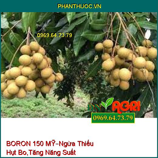 BORON 150 MỸ – Ngăn Ngừa Thiếu Hụt Bo, Tăng Năng Suất, Chất Lượng Cây Trồng