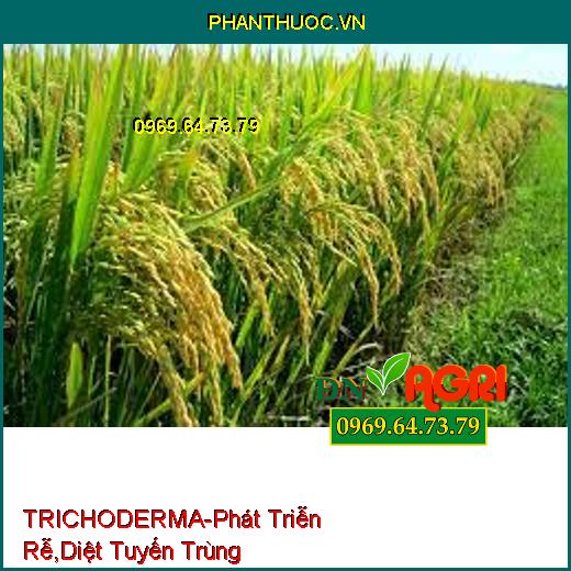 TRICHODERMA-Đối Kháng Mầm Bệnh, Phát Triễn Rễ, Cải Tạo Đất, Diệt Tuyến Trùng