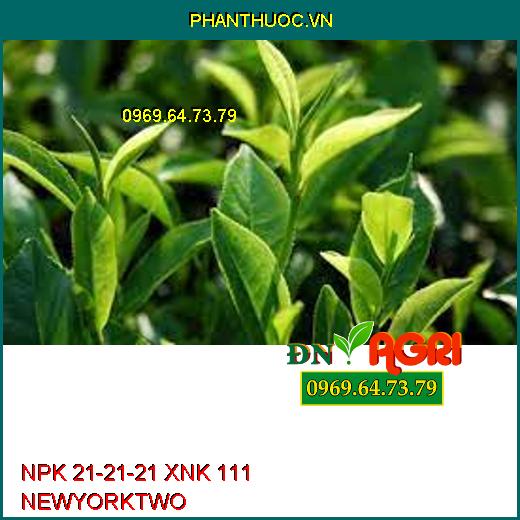 NPK 21-21-21 XNK 111 NEWYORKTWO-Kích Trái Lớn, Vàng Cơm, Nặng Ký, Nuôi Trái