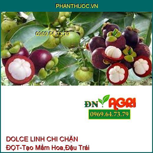 DOLCE LINH CHI CHẶN ĐỌT-Tạo Mầm Hoa, Chum Hoa To, Nhiều, Đậu Trái, Màu Đẹp