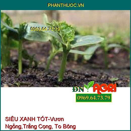 SIÊU XANH TỐT-Vươn Ngồng, Trắng Cọng, To Bông, Hoa Lâu Tàn