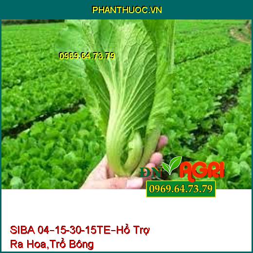 SIBA 04–15-30-15TE– Hổ Trợ Ra Hoa, Trổ Bông Hàng Loạt, Dai Cuống, Trái To, Bóng