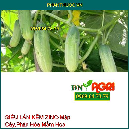 SIÊU LÂN KẼM ZINC-Mập Cây, Nở Bụi, Phân Hóa Mầm Hoa, Bổ Sung Kẽm Chống Vàng Lá