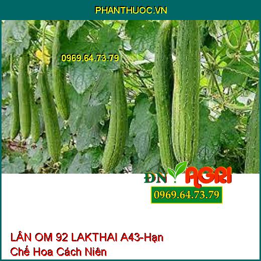 LÂN OM 92 LAKTHAI A43-Hạn Chế Hoa Cách Niên, Ra Hoa Đồng Loạt, Phát Bông Mập