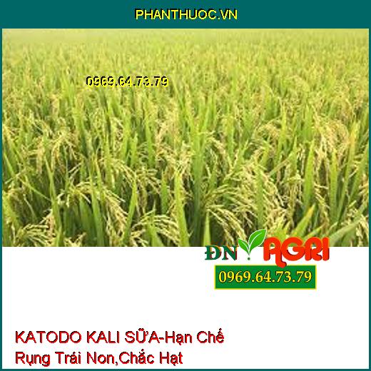 KATODO KALI SỮA-Hạn Chế Rụng Trái Non, Kháng Sâu Bệnh, Chắc Hạt, Bóng Đẹp