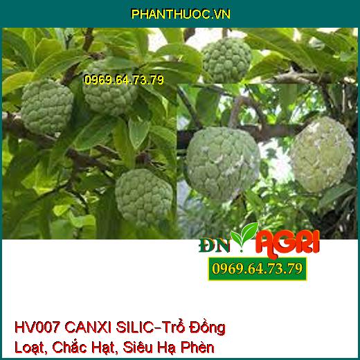 HV007 CANXI SILIC –Chống Nghẹn Đồng, Trổ Đồng Loạt, Chắc Hạt, Siêu Hạ Phèn