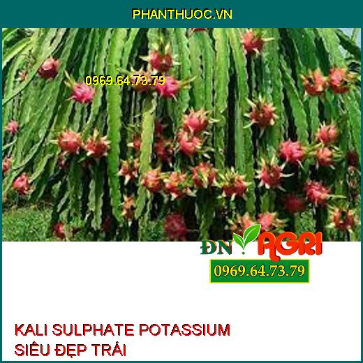 KALI SULPHATE POTASSIUM SIÊU ĐẸP TRÁI-Chặn Ngọn, Chắc Hạt, Tăng Chất Lượng