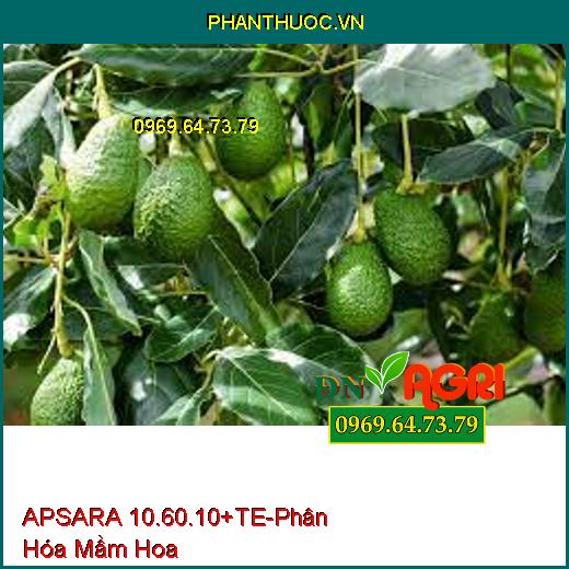 APSARA 10.60.10+TE-Phân Hóa Mầm Hoa Mạnh, Siêu Hoa Ra Đồng Loạt, Cây Cứng Cáp