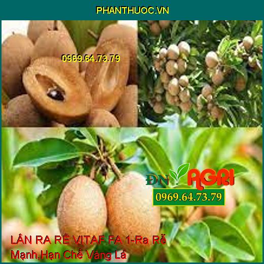 LÂN RA RỄ VITAF FA 1-Ra Rễ Cực Mạnh, Hạn Chế Vàng Lá, Nghẽn Trái, Hạ Phèn