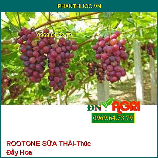 ROOTONE SỮA THÁI-Thúc Đẩy Hoa, Điều Hòa Sinh Trưởng