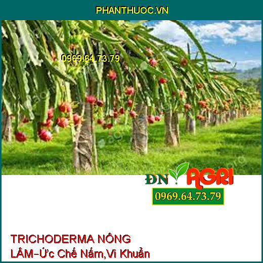 TRICHODERMA NÔNG LÂM –Phân Hủy Rôm Rạ, Ức Chế Các Loại Nấm, Vi Khuẩn