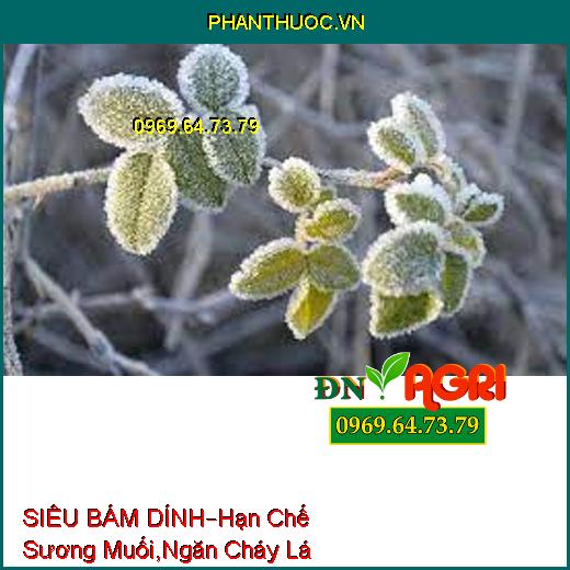 SIÊU BÁM DÍNH–Hạn Chế Sương Muối, Ngăn Cháy Lá, Dung Dịch Cực Đậm, Bám Dính Mạnh