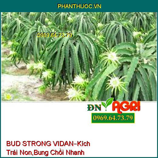 BUD STRONG VIDAN –Kích Trái Non, Bung Chồi Nhanh, Chống Chịu Bệnh Hại, Phát Chồi