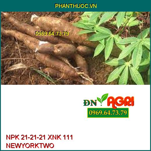 NPK 21-21-21 XNK 111 NEWYORKTWO-Kích Trái Lớn, Vàng Cơm, Nặng Ký, Nuôi Trái