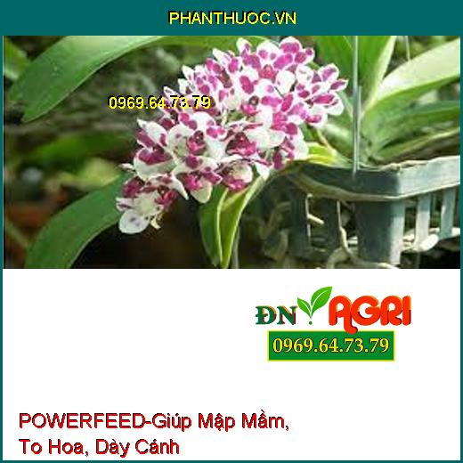 POWERFEED-Giúp Mập Mầm, To Hoa, Dày Cánh Dùng Cho Hoa Cảnh