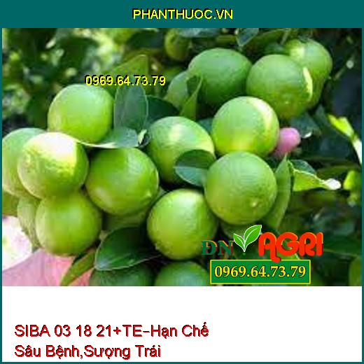 SIBA 03 18 21+TE –Trái Lớn, Hạn Chế Sâu Bệnh, Chống Sượng Trái, Tăng Độ Ngọt