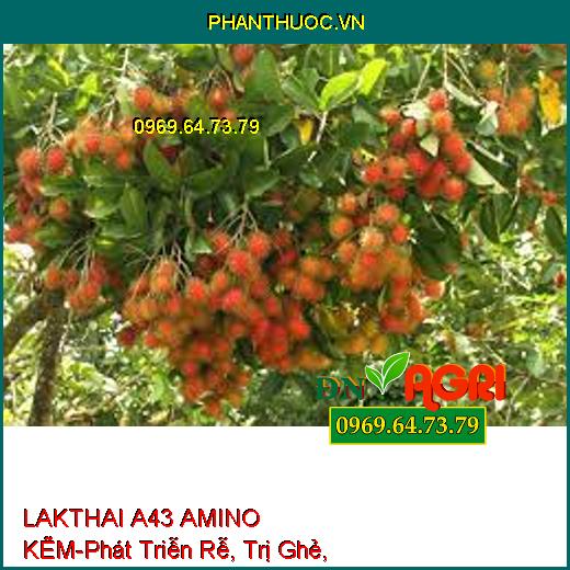 LAKTHAI A43 AMINO KẼM-Trái Lớn Tối Đa, Màu Đẹp, Phát Triễn Rễ, Trị Ghẻ, Nám Trái