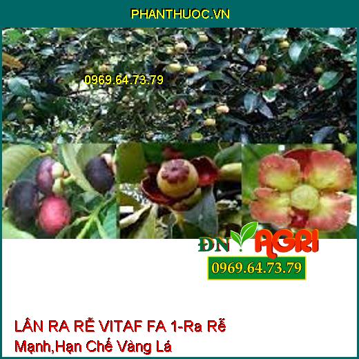 LÂN RA RỄ VITAF FA 1-Ra Rễ Cực Mạnh, Hạn Chế Vàng Lá, Nghẽn Trái, Hạ Phèn