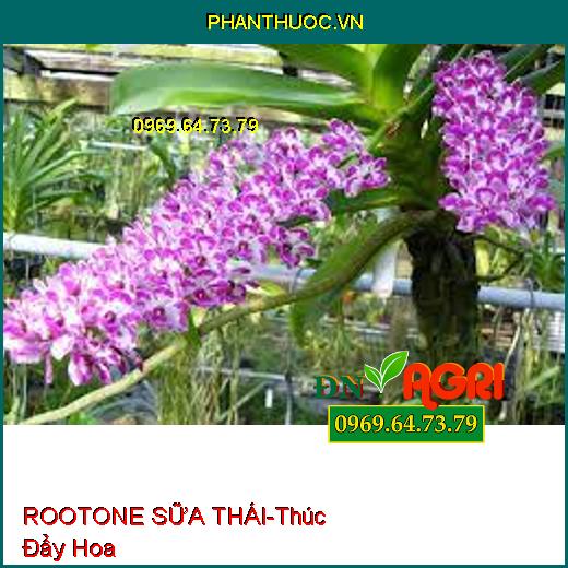 ROOTONE SỮA THÁI-Thúc Đẩy Hoa, Điều Hòa Sinh Trưởng