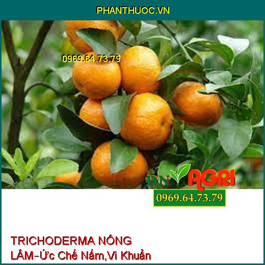 TRICHODERMA NÔNG LÂM –Phân Hủy Rôm Rạ, Ức Chế Các Loại Nấm, Vi Khuẩn