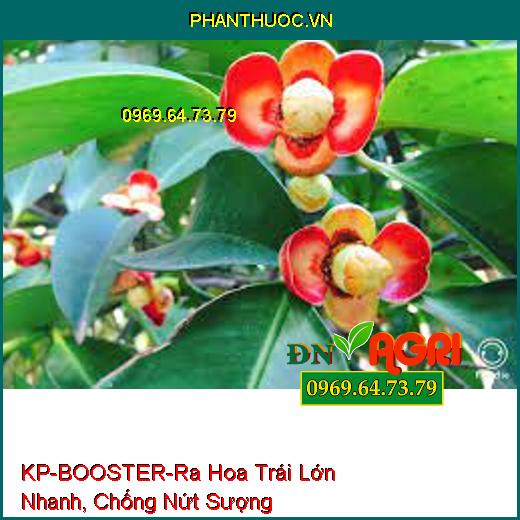 KP-BOOSTER-Tăng Cây Thụ Phấn, Ra Hoa Trái Lớn Nhanh, Chống Nứt Sượng Lép